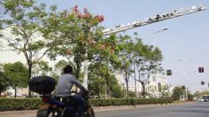 中国　AI監視カメラシステムで国民監視　犯罪検挙には使われず