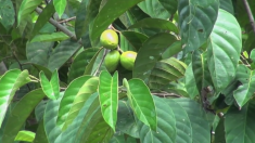 【音楽鑑賞】中国笛「心の歌」