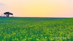 【音楽鑑賞】癒しのピアノ曲と美しい風景