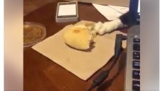 いたずらっ子の猫　パンをこっそり奪おうとするも…