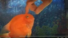 飼い主とのスキンシップが大好き　可愛いブラッドパロットフィッシュ