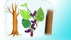 漢字の由来ーー桑の話