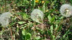 タンポポ―不思議なパワーを持つ道端の野草