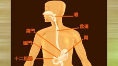 胃酸―胃酸の異常には「内関穴」