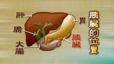 膵液（すいえき）―膵臓のケアを大切に