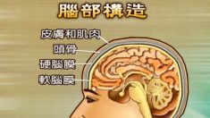 脳脊髄液―漢方の秘めたる不思議な力