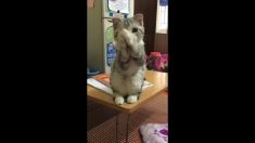 おねだり上手なニャンコ