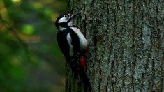 キツツキの「つつき行動」、脳に損傷与えている可能性＝研究