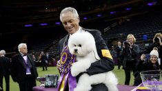 伝統の米ドッグショー、今年はビション・フリーゼに栄冠
