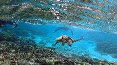 気候変動による海の酸性化、サンゴ礁のリスクに＝研究