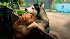 ハスキー犬とラブラドール犬 かけがえのない友情