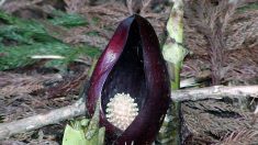 【今日は何の日】立春