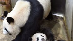 シャンシャンもうすぐ20キロ