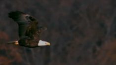 嵐が来るとき鷲はどうするか知っていますか？