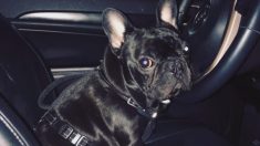 米ユナイテッド航空機内で子犬死ぬ、座席上の棚に収納指示され