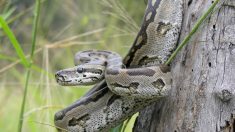 冷血イメージのニシキヘビ、献身的な子育てぶりが明らかに