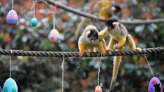ロンドン動物園、サルとオオトカゲがイースターの卵楽しむ