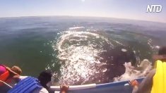 親子のクジラから別れ際のサプライズ