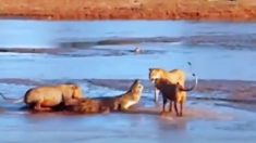 壮絶な戦い！ ライオンとワニの対決