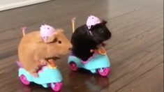 モルモットだってスクーターに乗れるよ