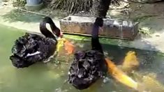 鯉にエサを与える黒鳥