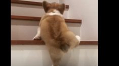 階段のぼりに挑戦するコーギー犬