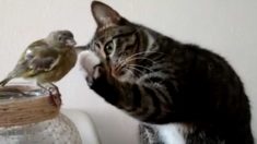 小鳥が気になるニャンコ