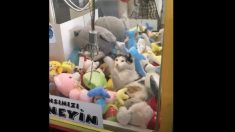 もしもUFOキャッチャ―の中に本物の猫がいたら？