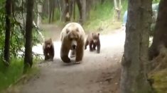 鉢合わせたクマ親子とハイキング？