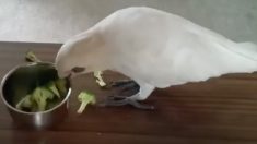 ブロッコリー大嫌い！激しく拒むオウム