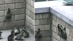 渾身の力で壁を登るアヒルのヒナたち