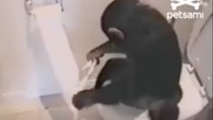 人間のようにトイレを使うチンパンジー