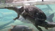 カメとワニは仲良し？