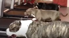 お散歩よりランニングマシンの方が好き