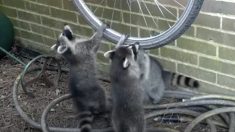 自転車の車輪で遊ぶアライグマの子
