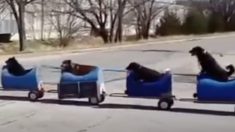 お手製ミニトレインでドライブするワンコたち