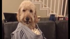 超便利！楽しくポップコーンを食べるワンコ