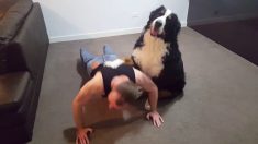 飼い主の腕立て伏せを手伝うワンちゃん