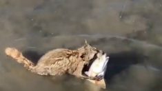 絶対に放さない！ 釣り人と魚を争うアライグマ