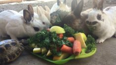 みんな仲良し！エサを一緒に食べる動物たち