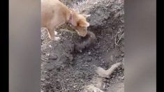 亡くなった仲間を「埋葬」するわんちゃん