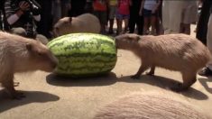 モグモグと食べる、カピバラは巨大スイカが大好き