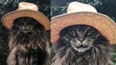 帽子がとても似合うねこちゃん