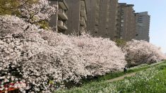 桜の写真を撮ってiPhoneXと7の写真を比較してみたら、iPhoneXが欲しくなった！