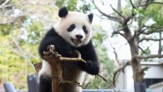 シャンシャン、20キロ超える
