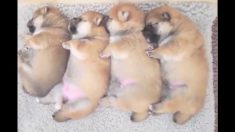 癒やされる…ぐっすり眠る子犬たち