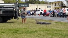 恐ろしい！ キャンパス内に巨大ワニが出現