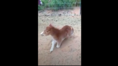 はしゃぎ過ぎたミニチュアホース