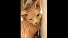 猫の憂鬱、お風呂の日だ…とにかく隠れよう