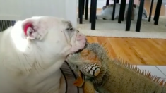 ブルドッグとイグアナ、とっても仲良しな昼寝仲間